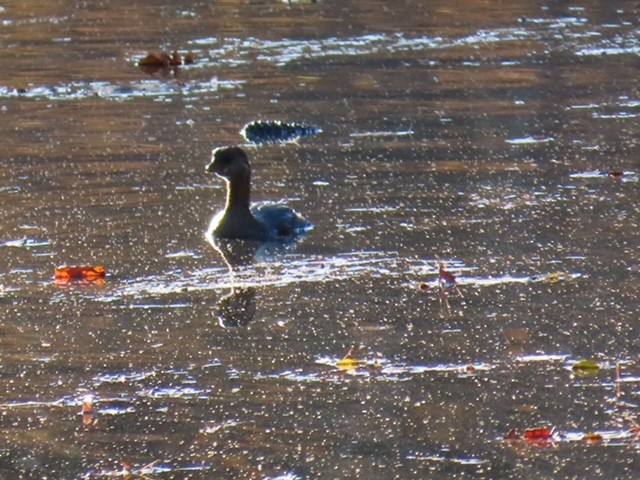 Pied-billed Grebe - ML645461736