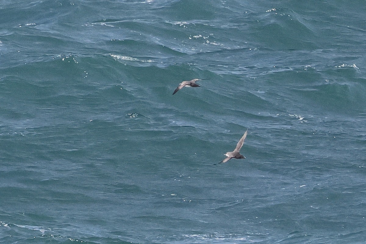 Balearic Shearwater - ML645461738