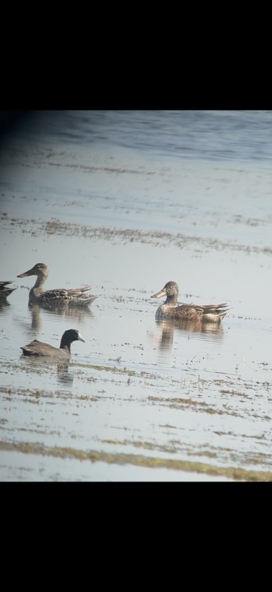 Northern Shoveler - ML645461745
