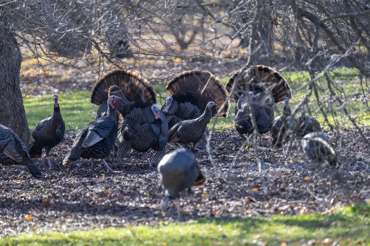 Wild Turkey - ML645461749