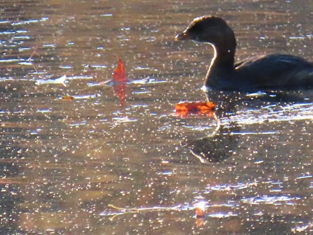Pied-billed Grebe - ML645461750