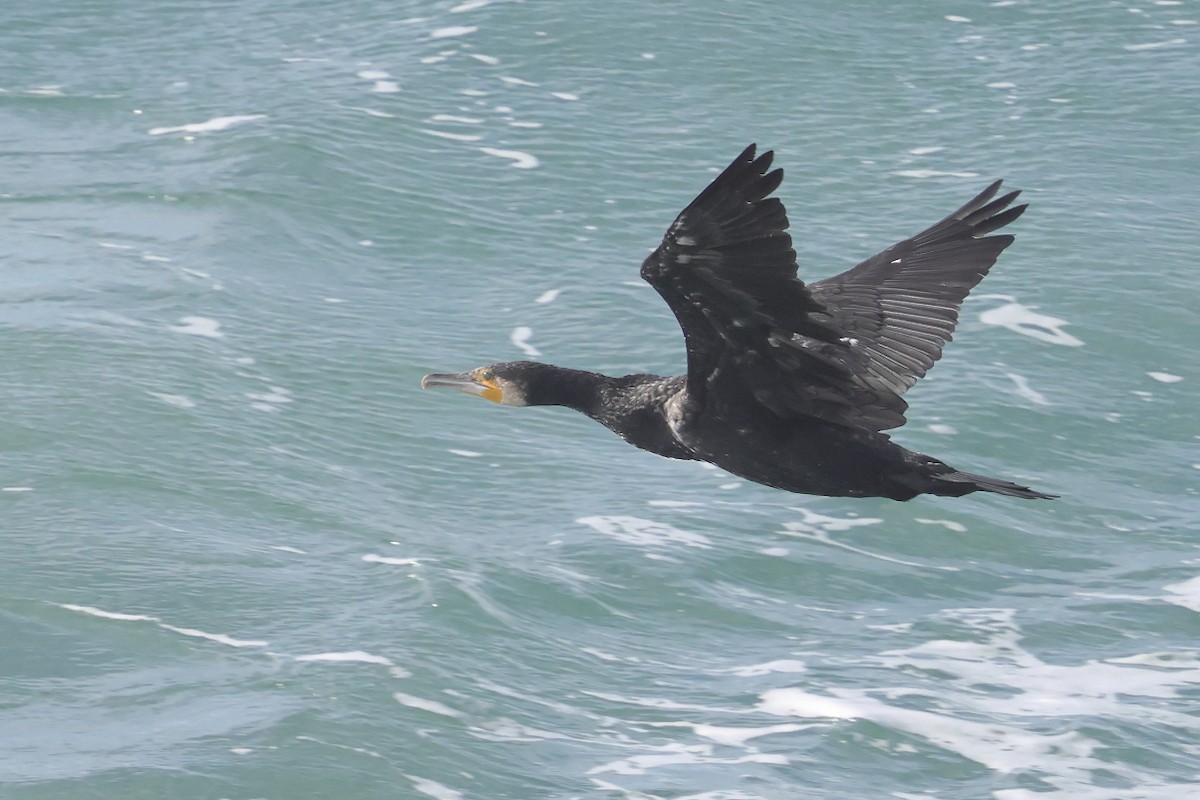 Great Cormorant - ML645461751