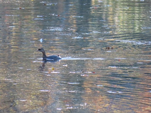 Pied-billed Grebe - ML645461759
