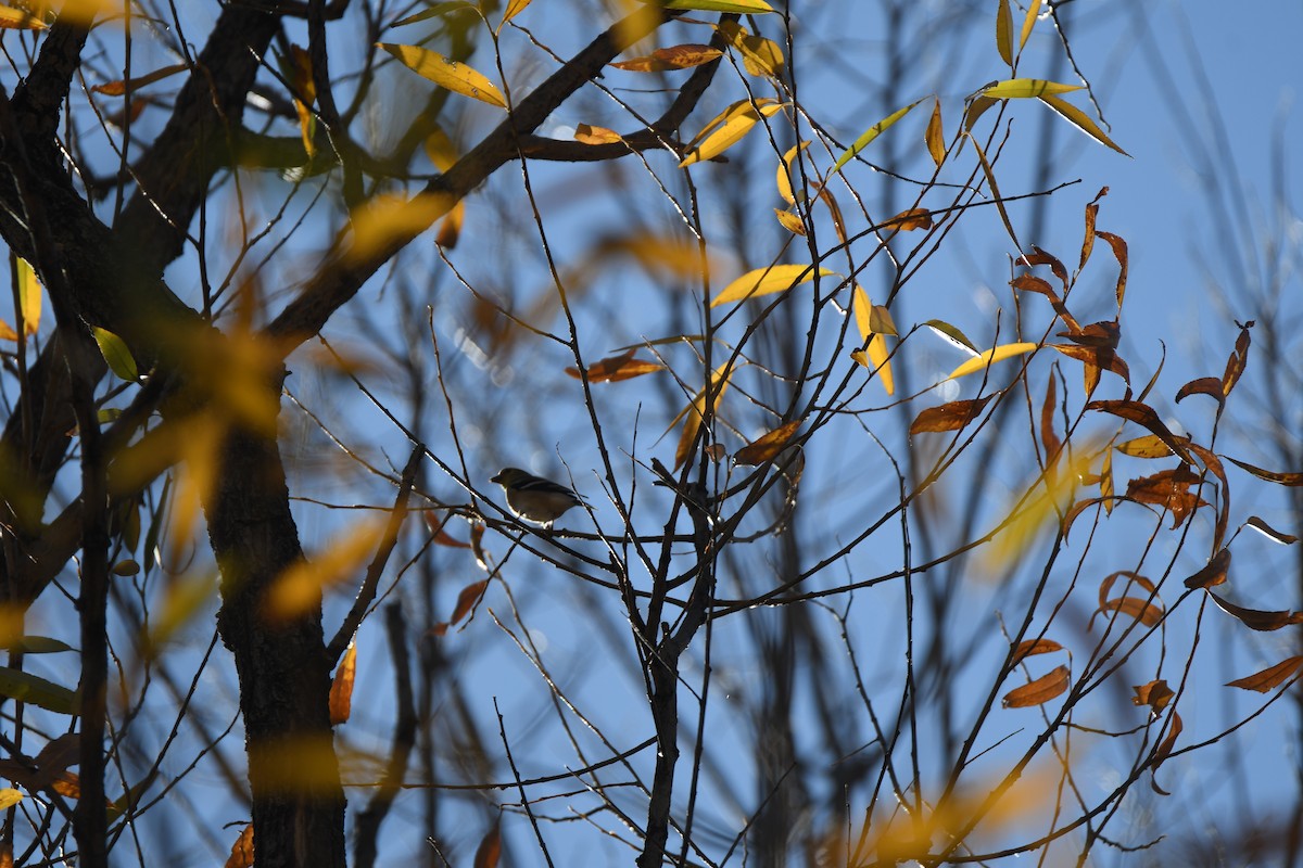 Altın İskete - ML645461760