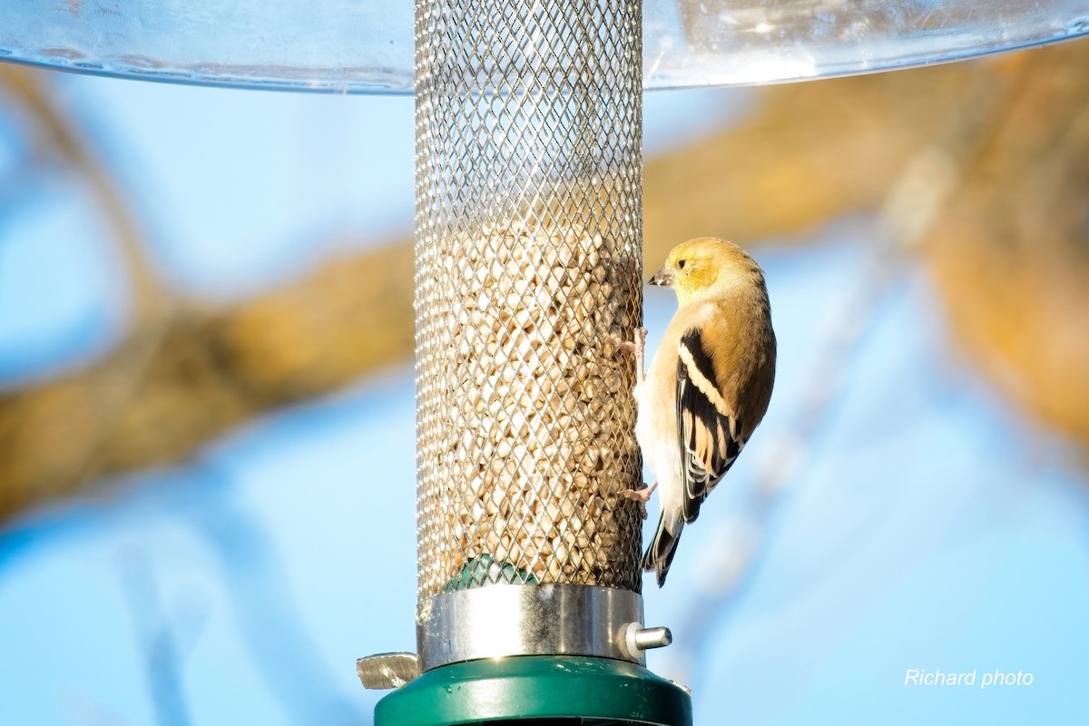 Altın İskete - ML645461761