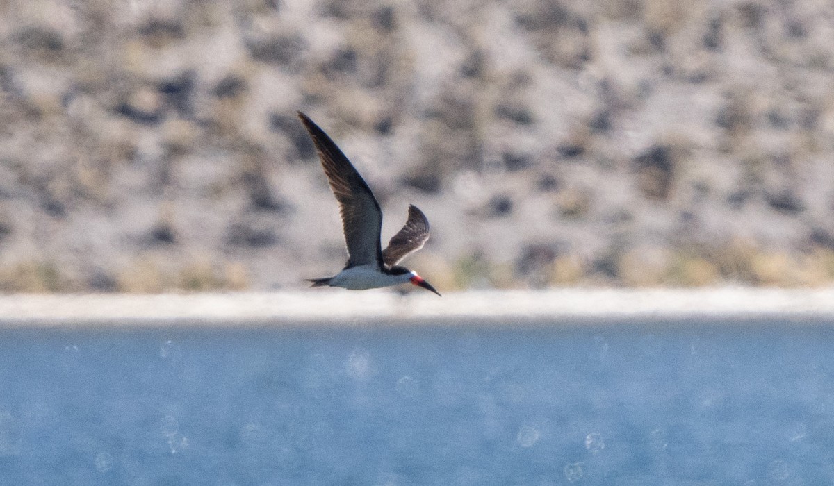 Black Skimmer (cinerascens) - ML645461763