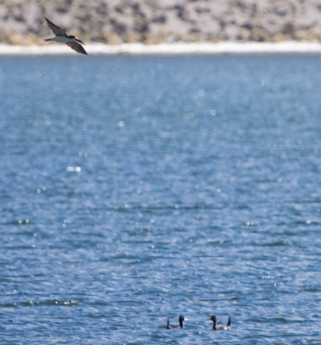 Black Skimmer (cinerascens) - ML645461764