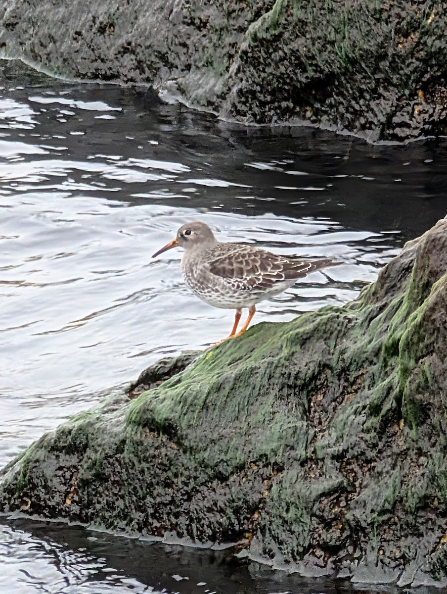 Purple Sandpiper - ML645461766