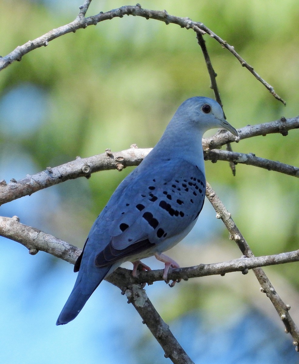 Blue Ground Dove - ML645461767