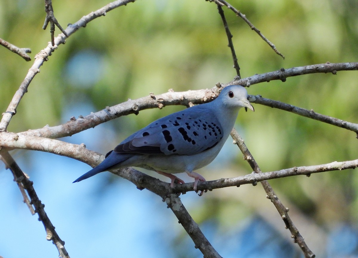 Blue Ground Dove - ML645461768