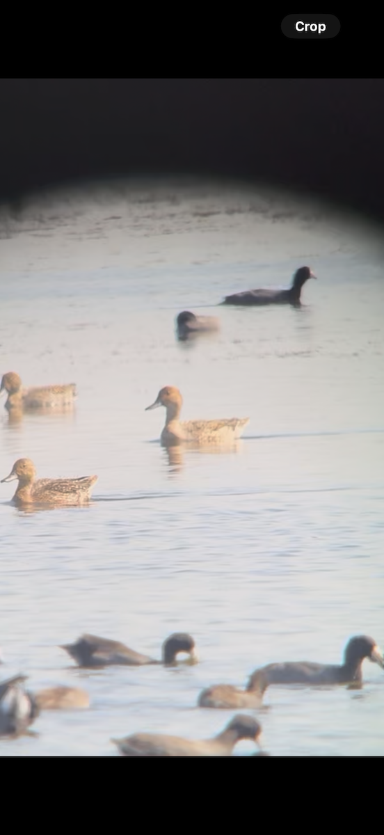 Northern Pintail - ML645461769