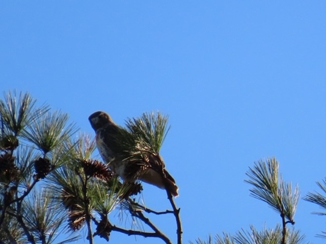 hawk sp. - ML645461772