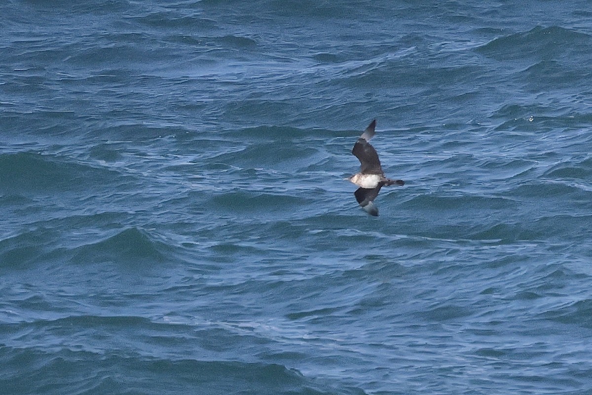 Бэсрэг хайлгана - ML645461773