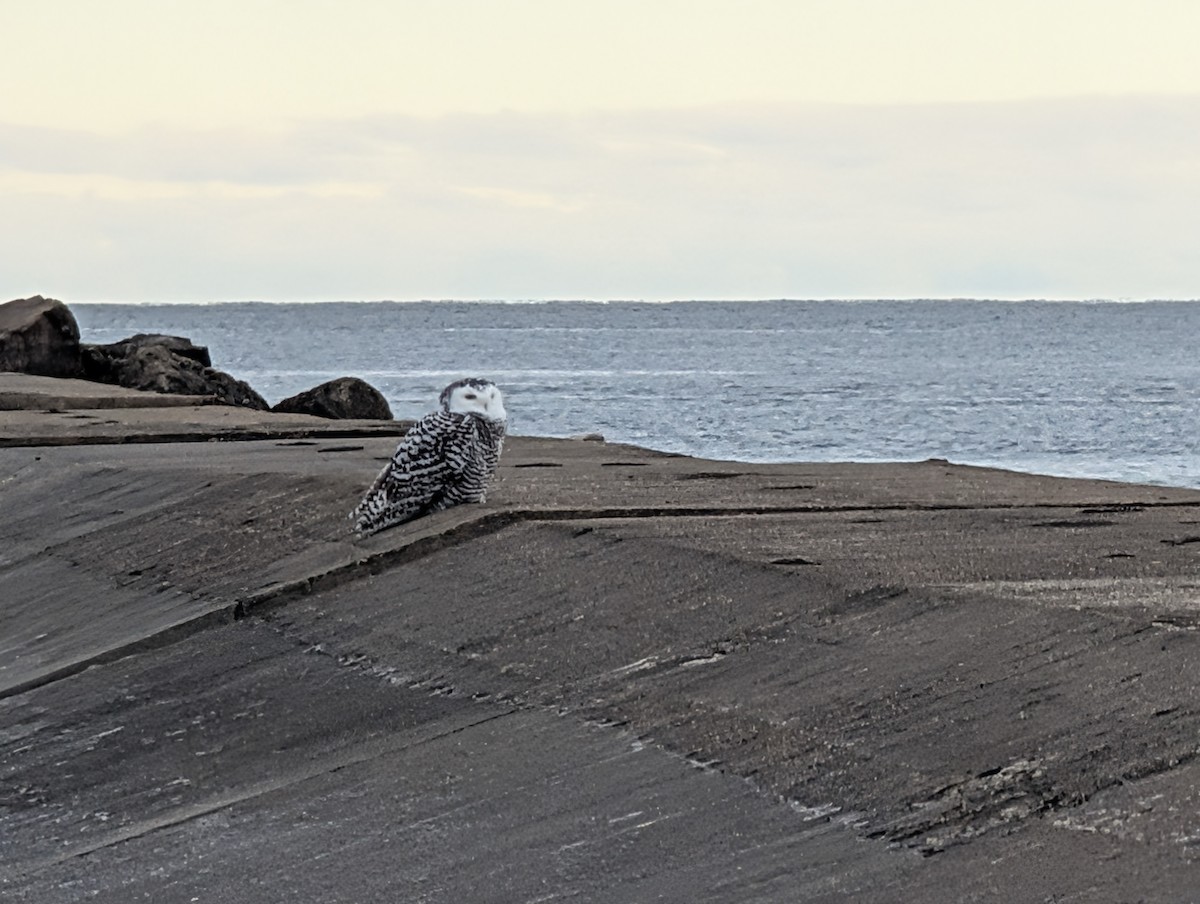 Snowy Owl - ML645461780