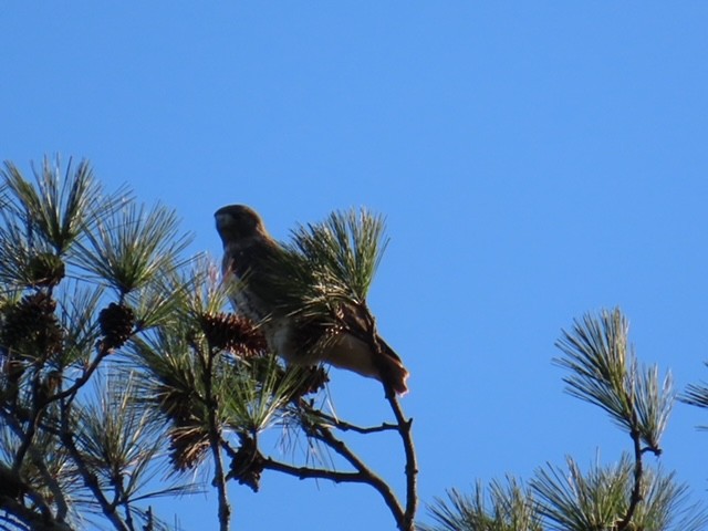 hawk sp. - ML645461783