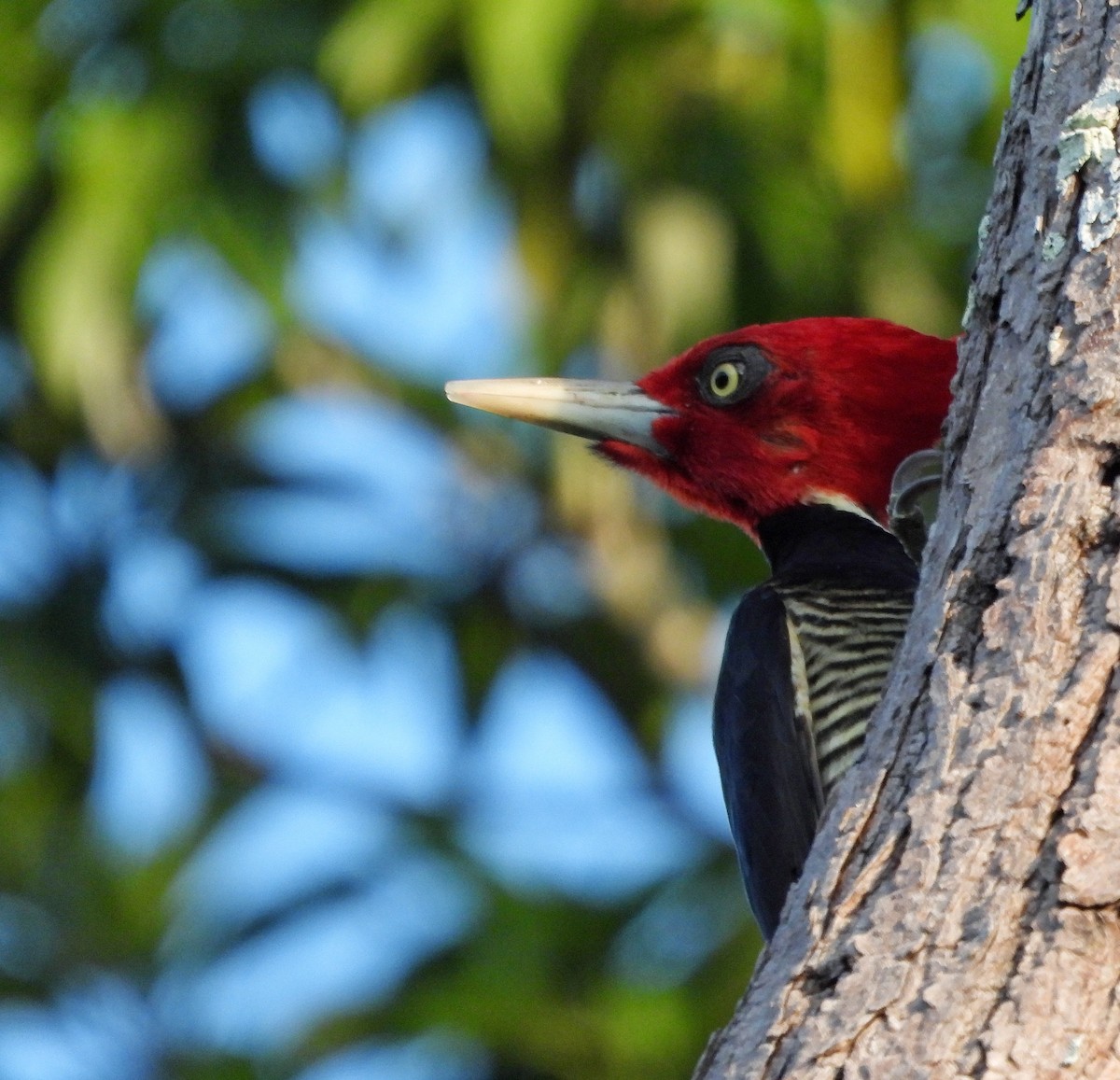 Pale-billed Woodpecker - ML645461785