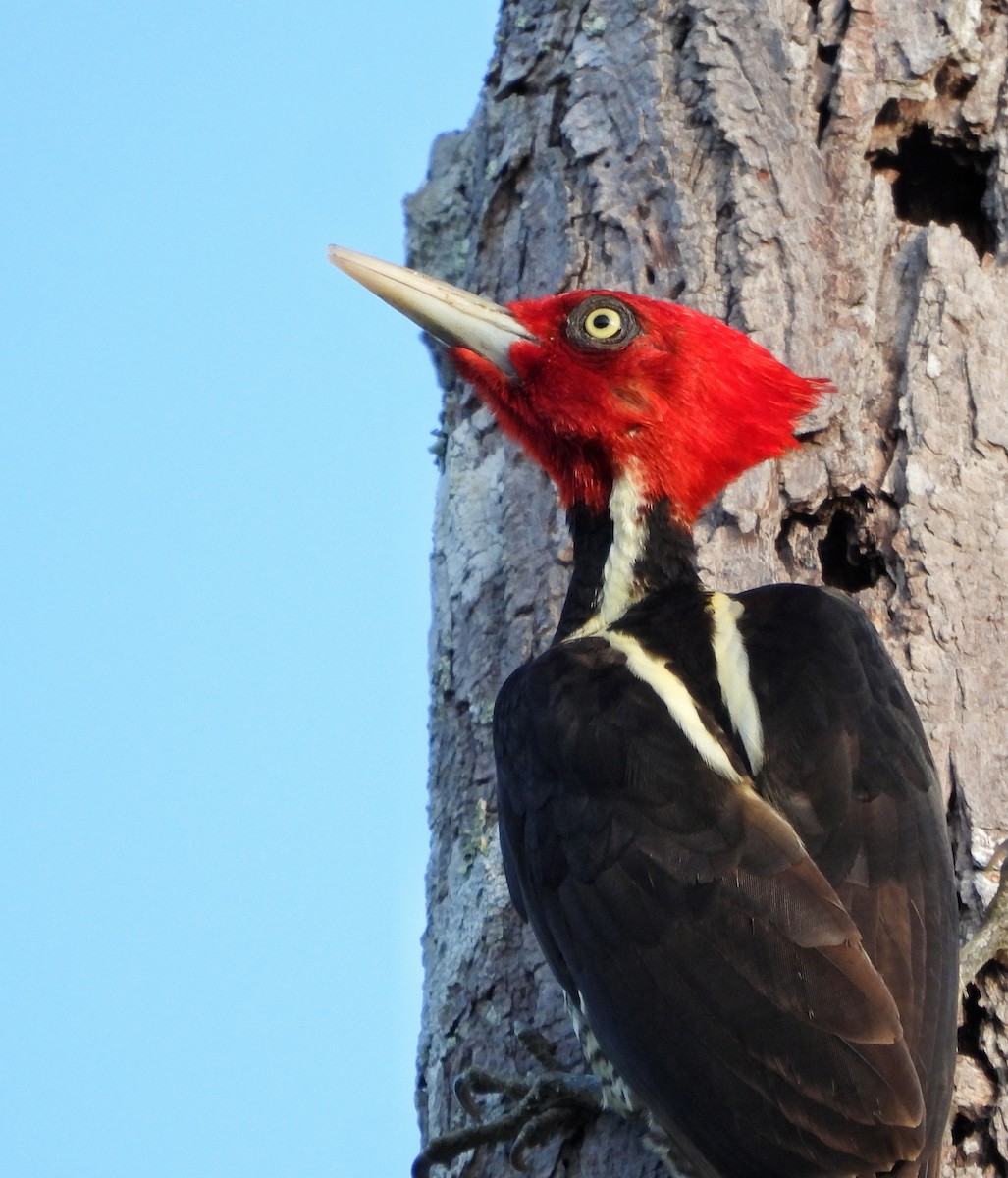 Pale-billed Woodpecker - ML645461786