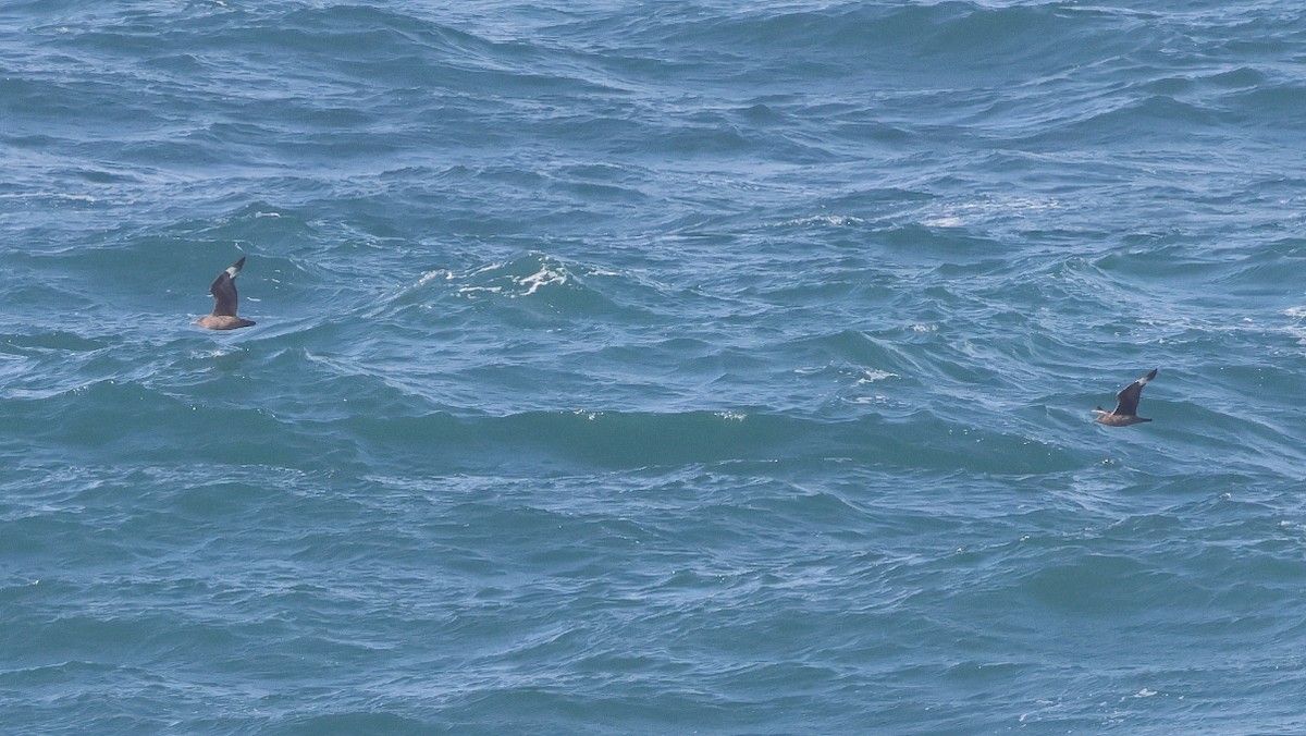 Great Skua - ML645461788