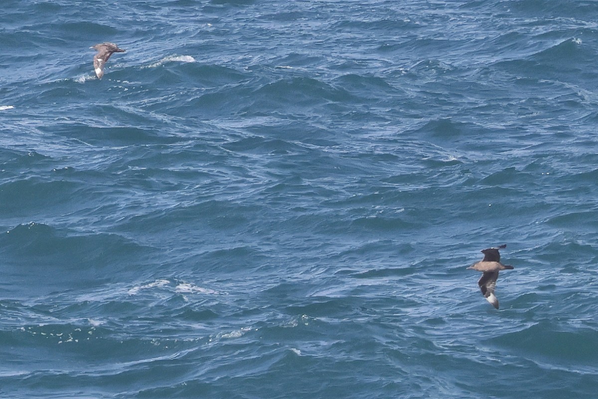 Great Skua - ML645461789