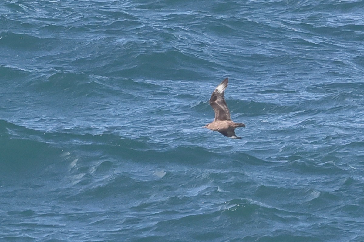 Great Skua - ML645461790