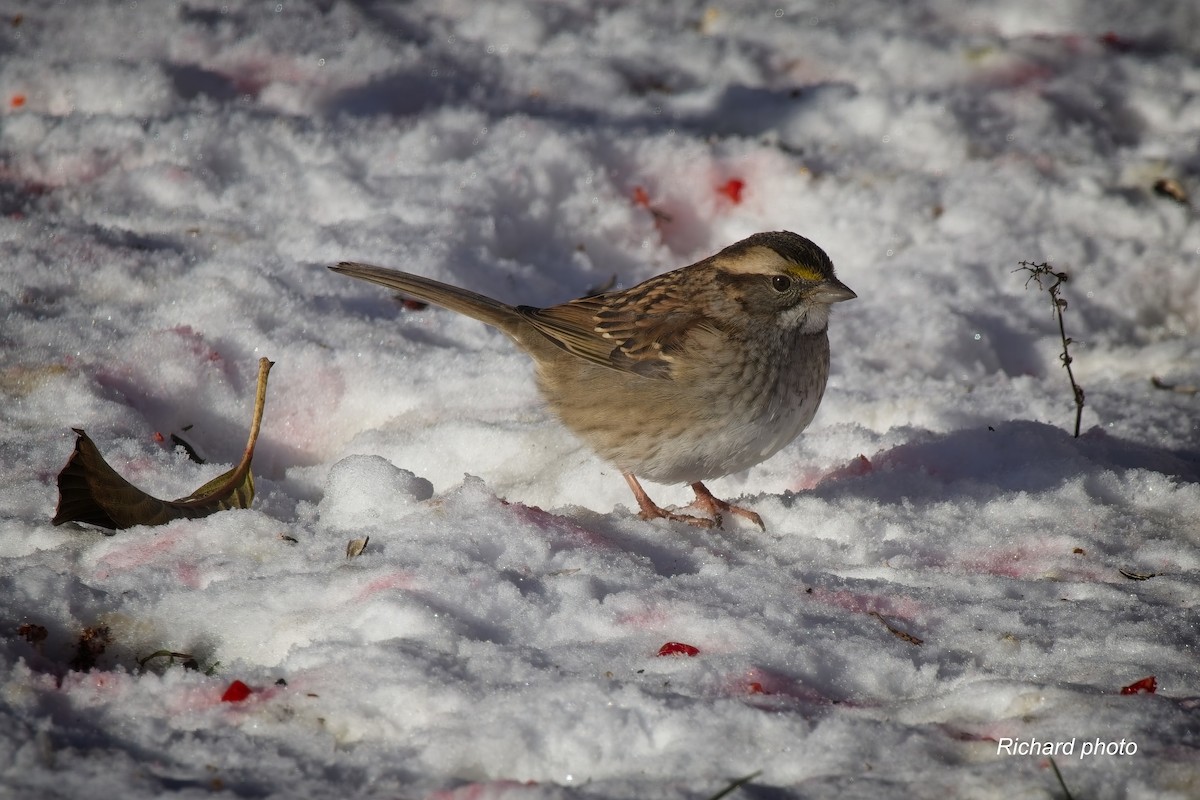 ノドジロシトド - ML645461791