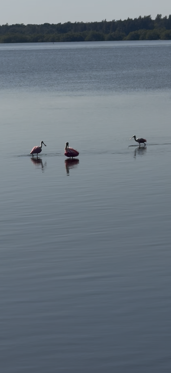 Roseate Spoonbill - ML645461794