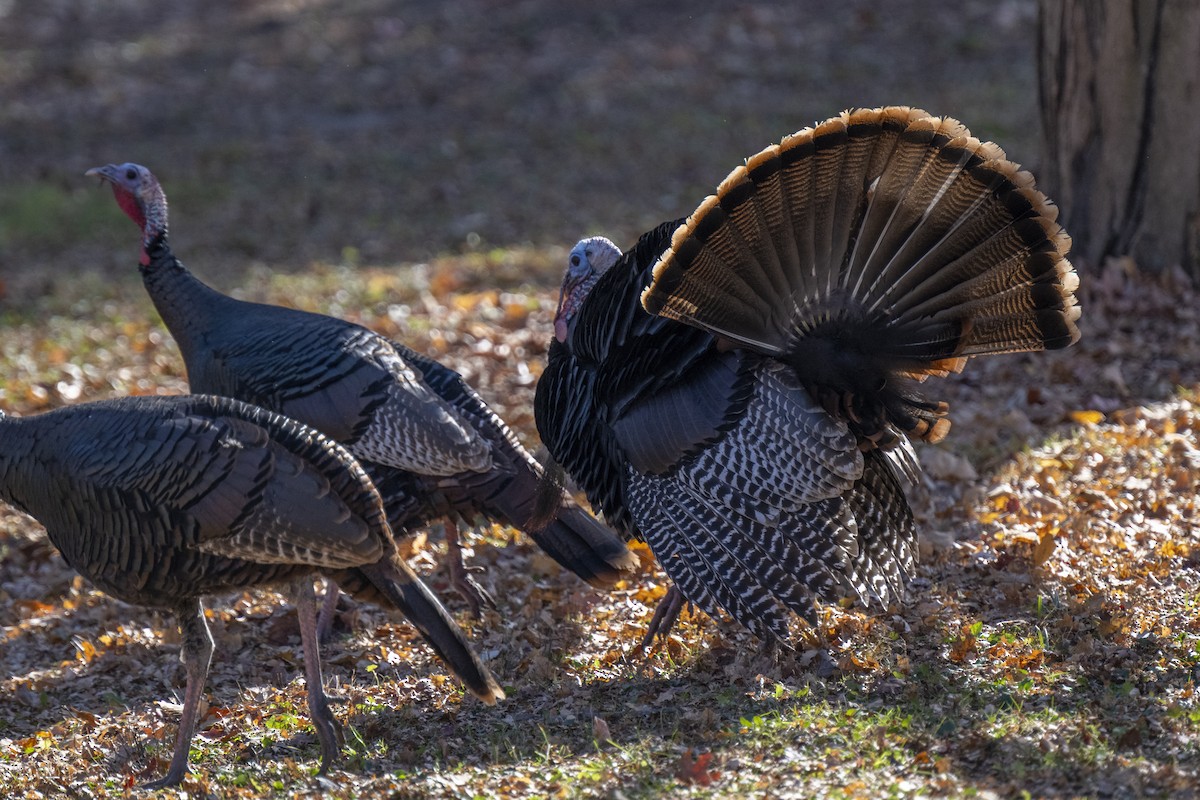 Wild Turkey - ML645461803