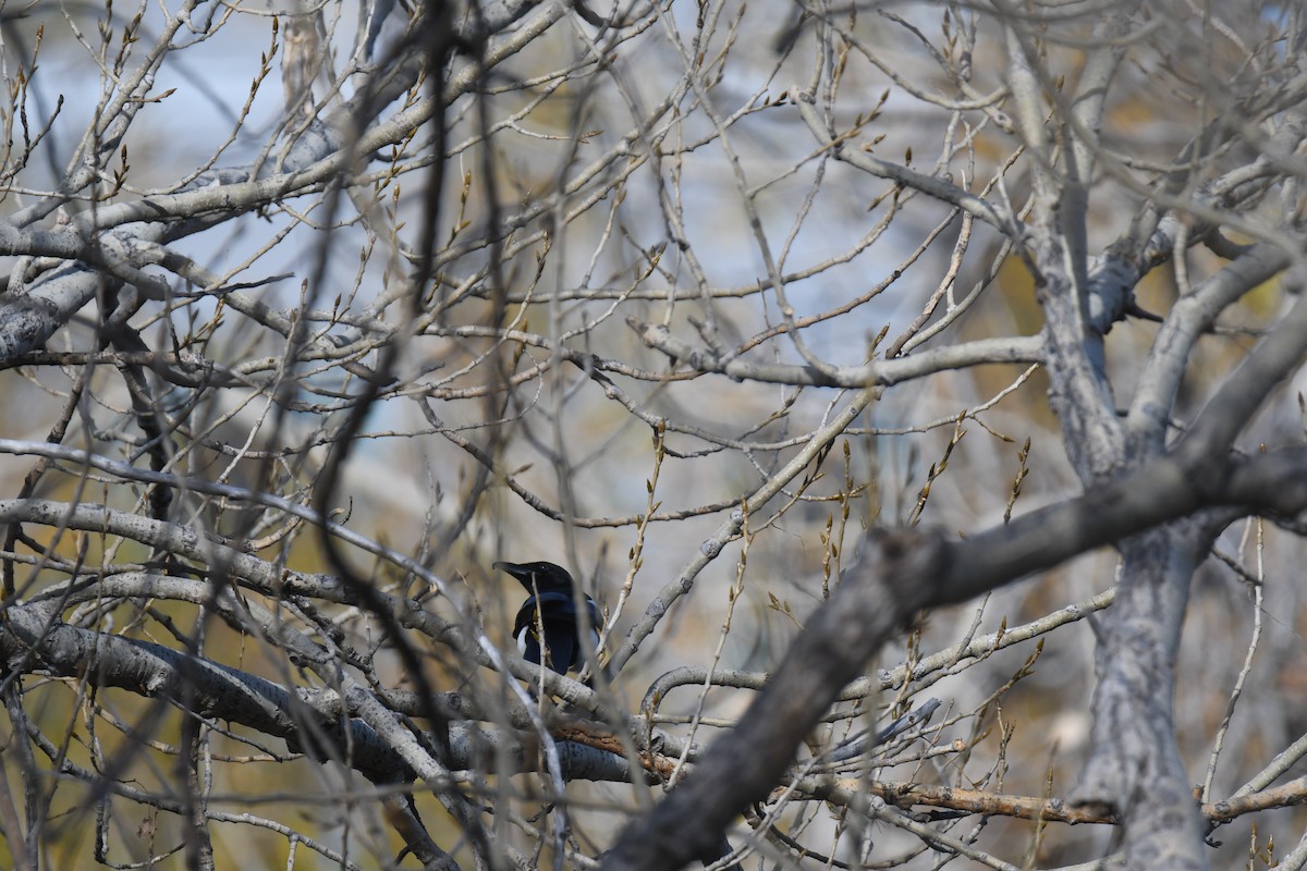 straka americká - ML645461804