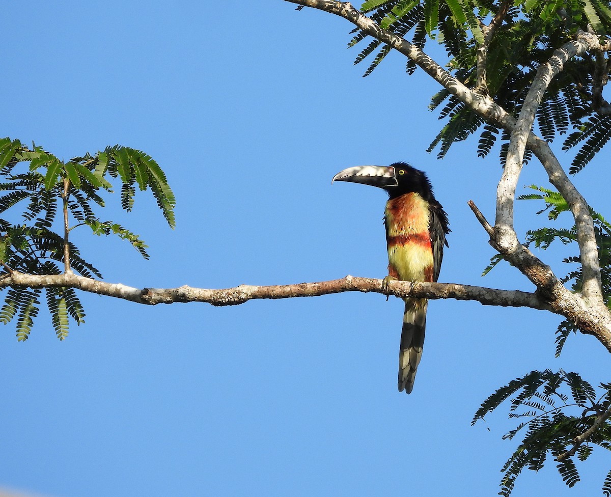 Collared Aracari - ML645461806