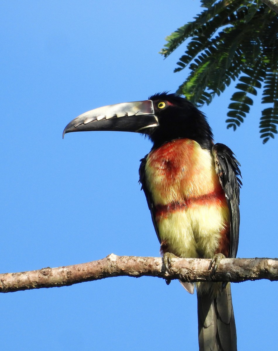 Collared Aracari - ML645461807