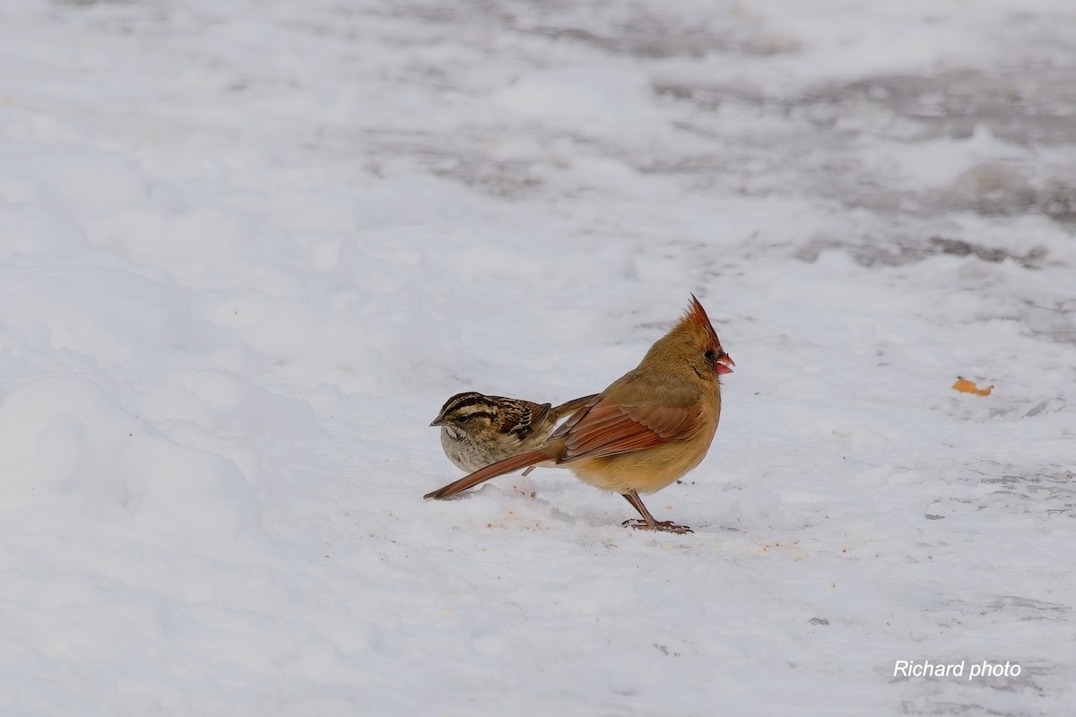 ショウジョウコウカンチョウ - ML645461808