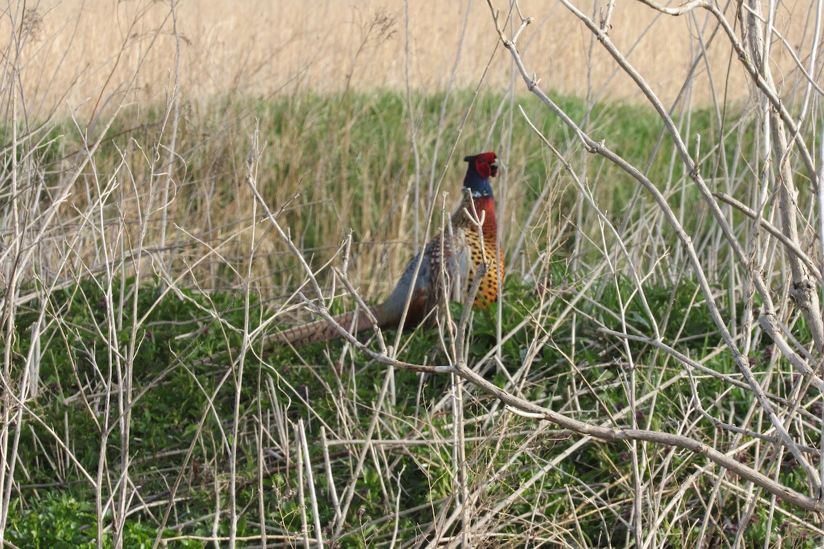 Ring-necked Pheasant - ML645461811
