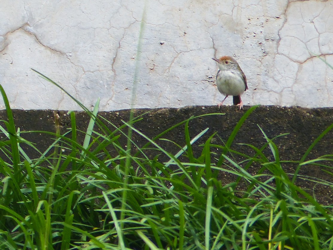 Common Tailorbird - ML645461813