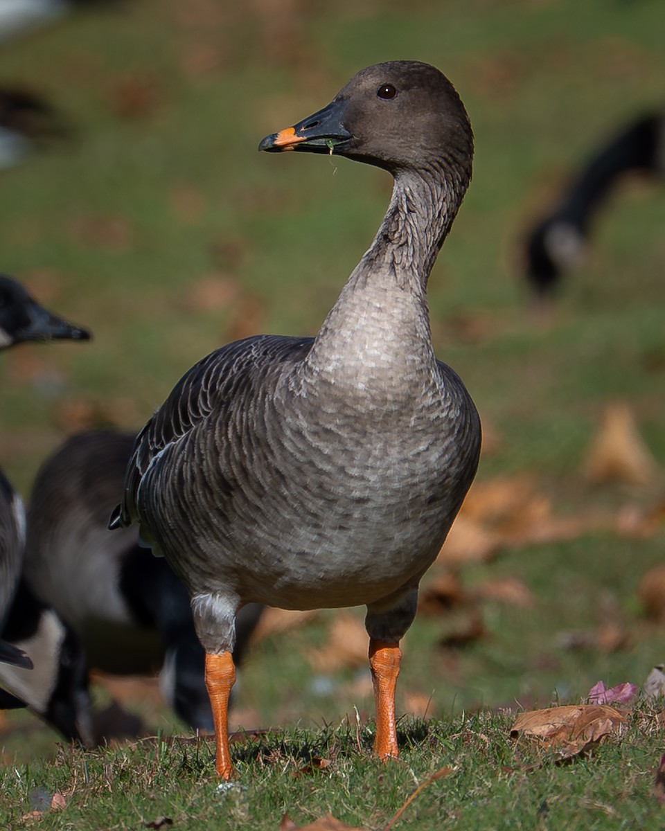 ヒシクイ - ML645461823