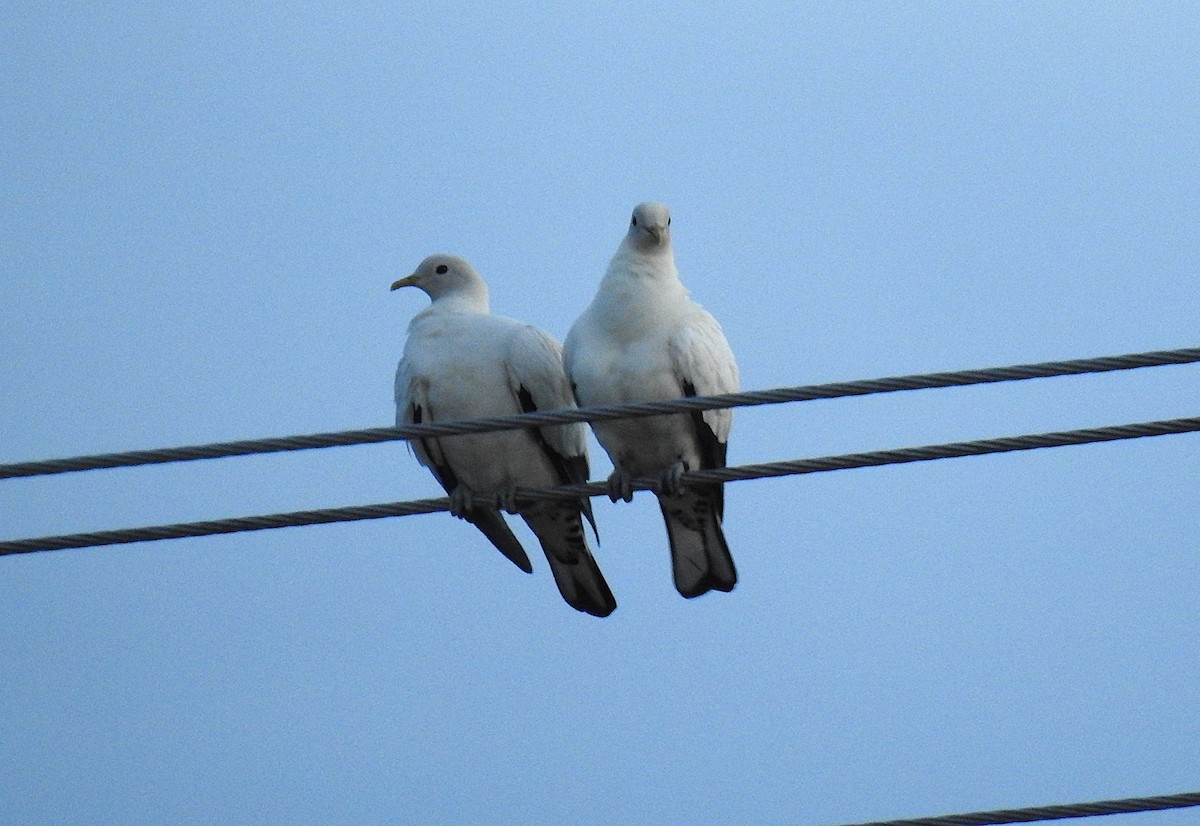 Torresian Imperial-Pigeon - ML645461825