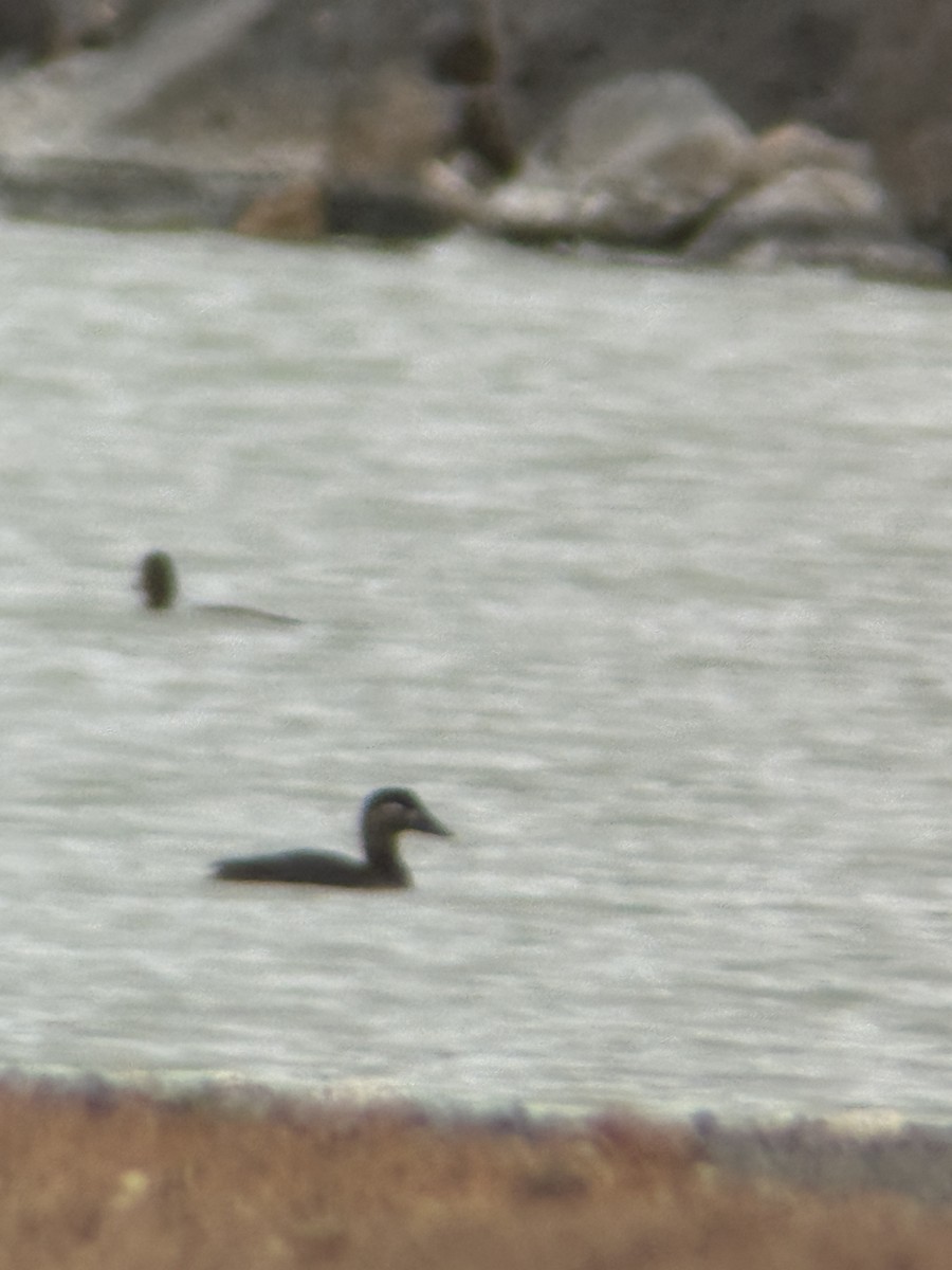 Surf Scoter - ML645461827