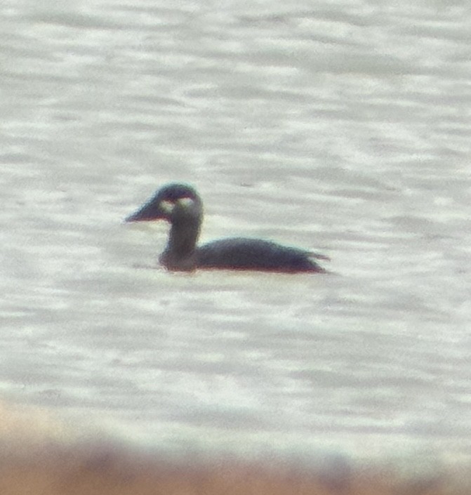 Surf Scoter - ML645461828