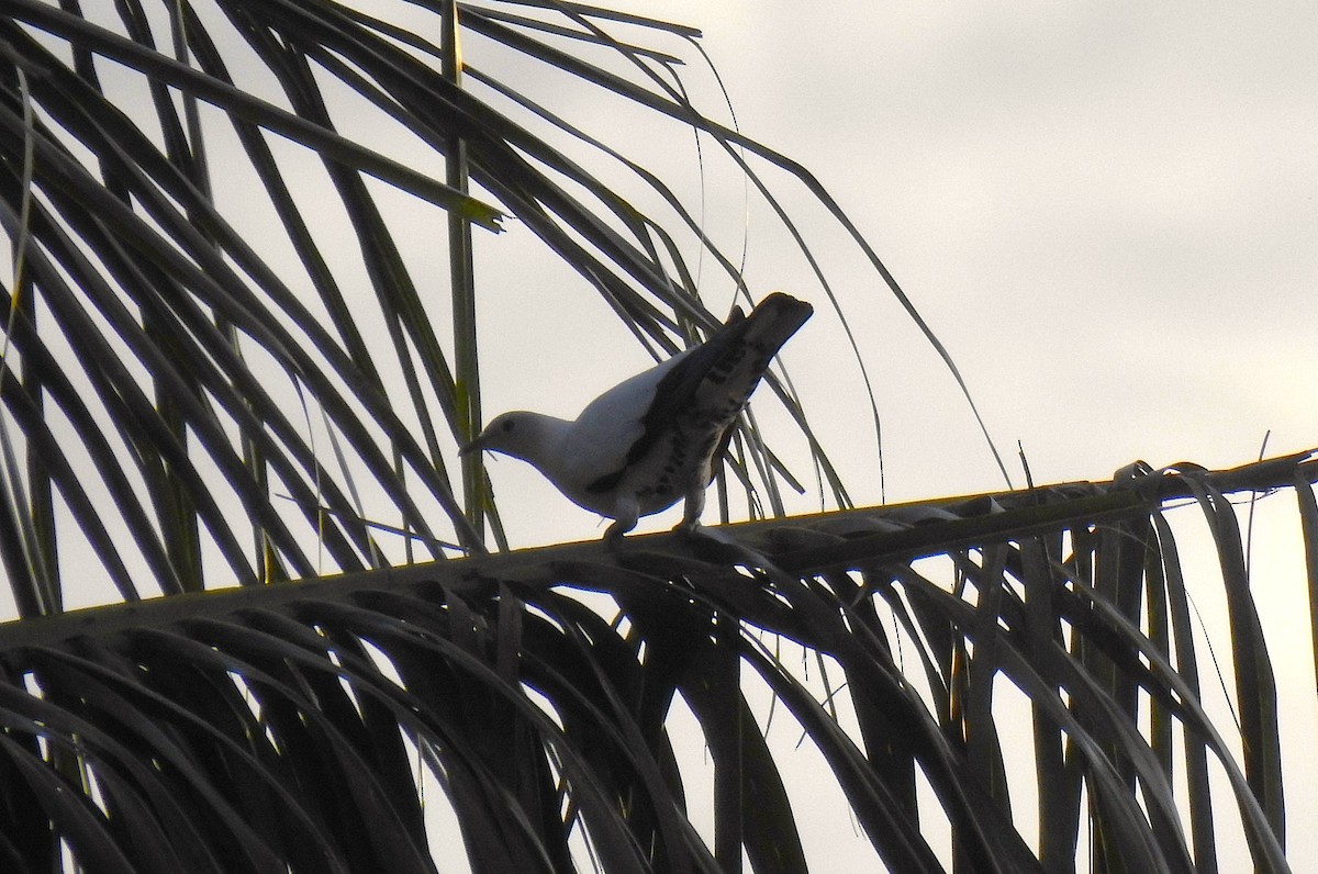 Torresian Imperial-Pigeon - ML645461834
