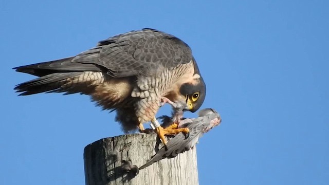 Сапсан - ML645461836