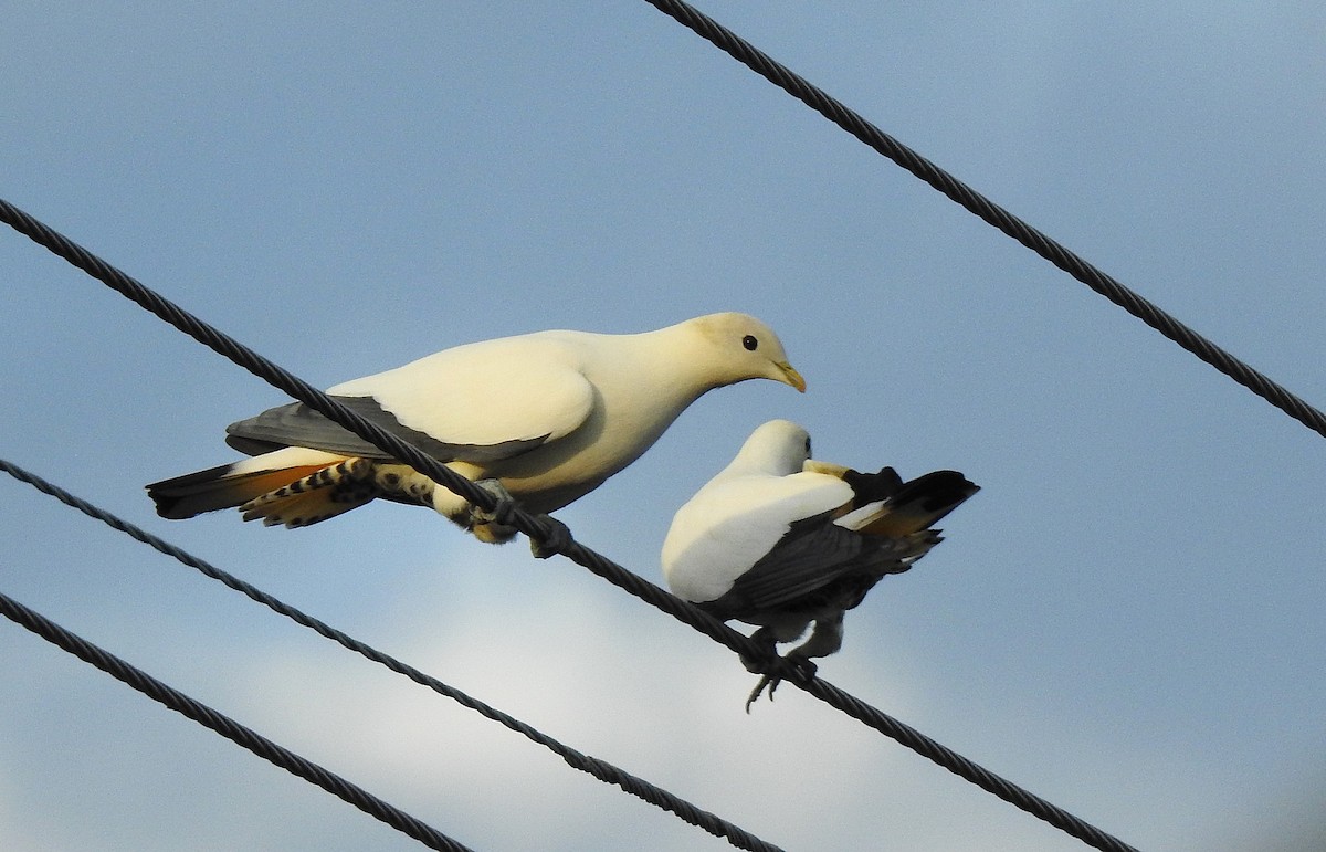 Torresian Imperial-Pigeon - ML645461837