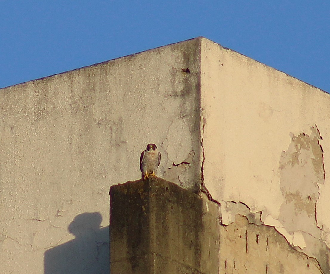 Peregrine Falcon - ML645461839