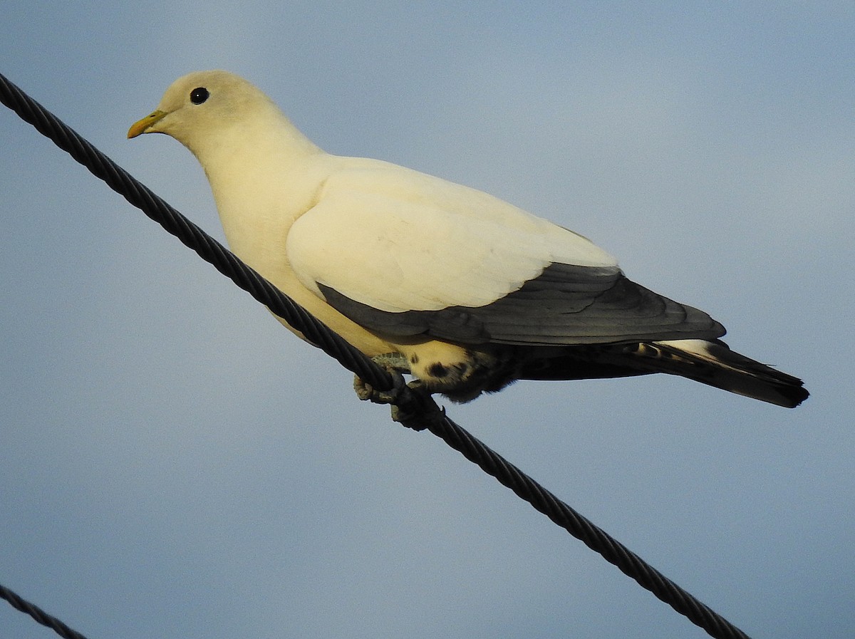 Torresian Imperial-Pigeon - ML645461843