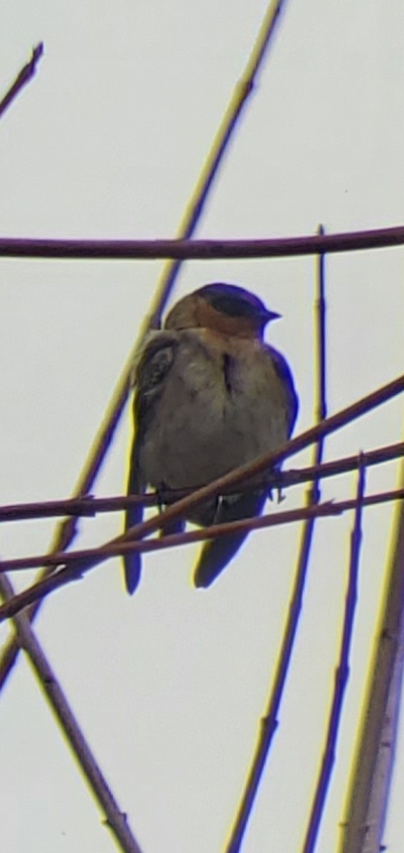 Cave Swallow - ML645461846