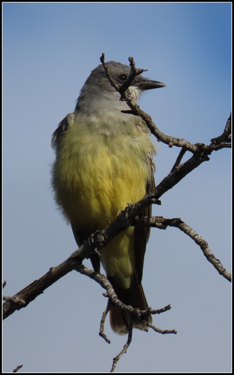 ハシボソタイランチョウ - ML645461857