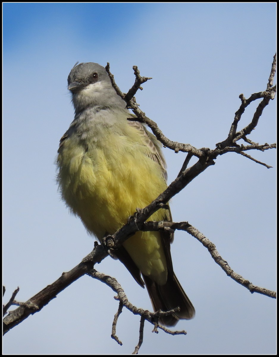 ハシボソタイランチョウ - ML645461858