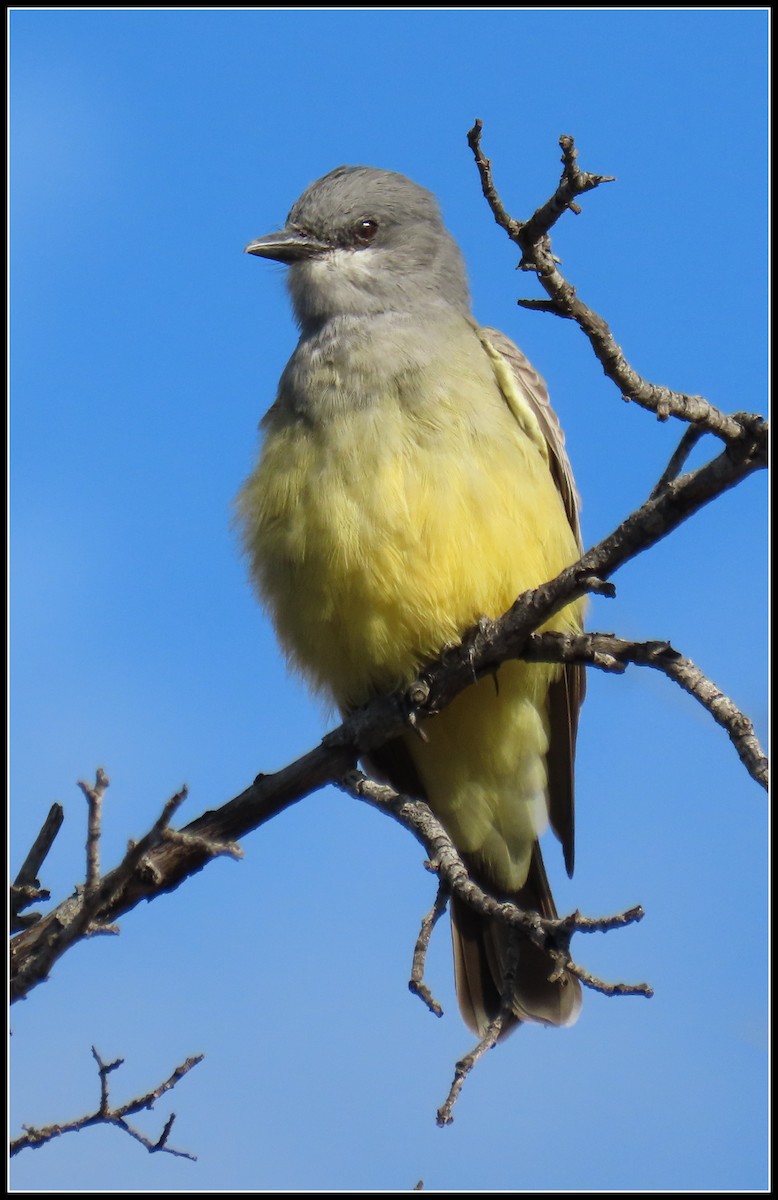 ハシボソタイランチョウ - ML645461859