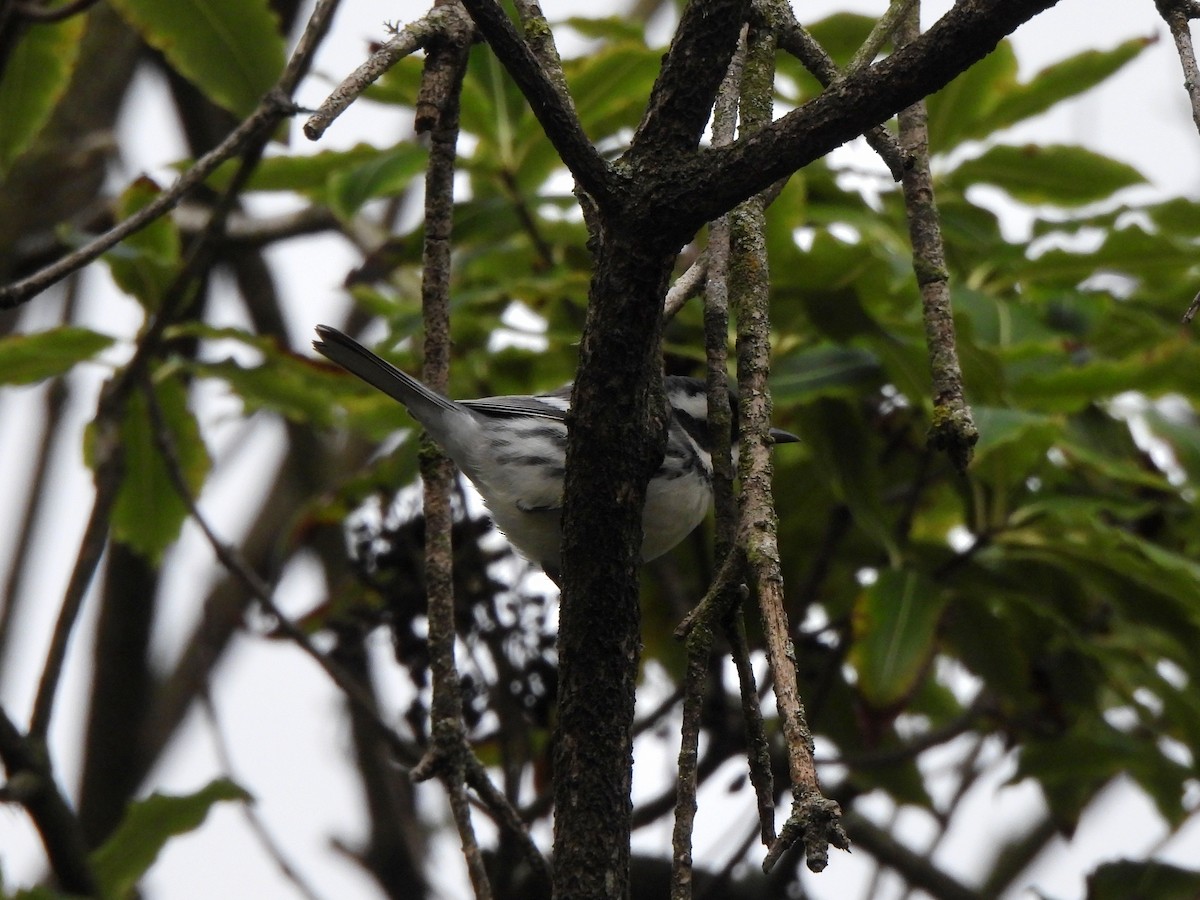 Black-throated Gray Warbler - ML645461863