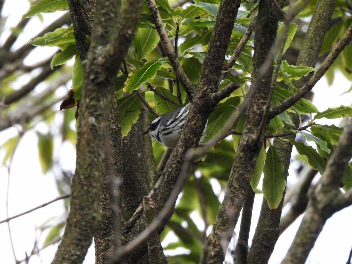 Black-throated Gray Warbler - ML645461864