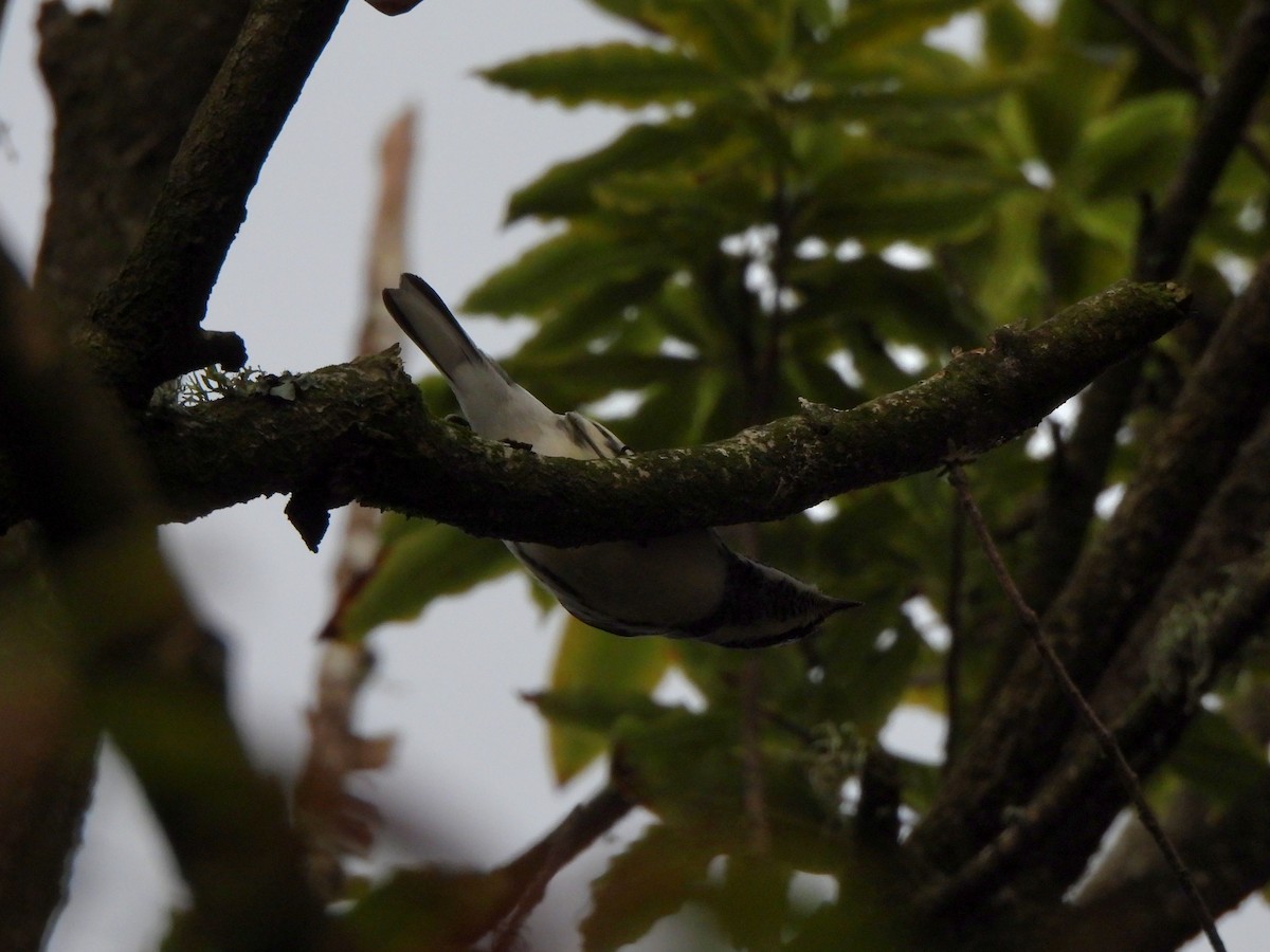 Black-throated Gray Warbler - ML645461866