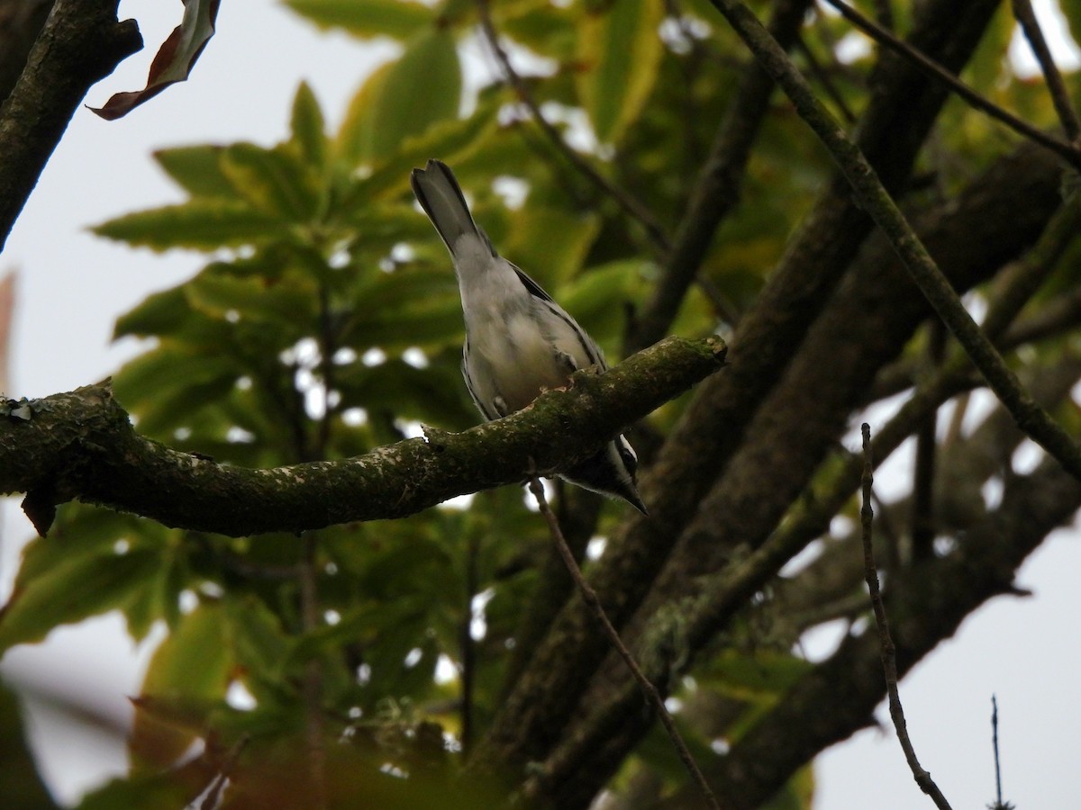 Black-throated Gray Warbler - ML645461867